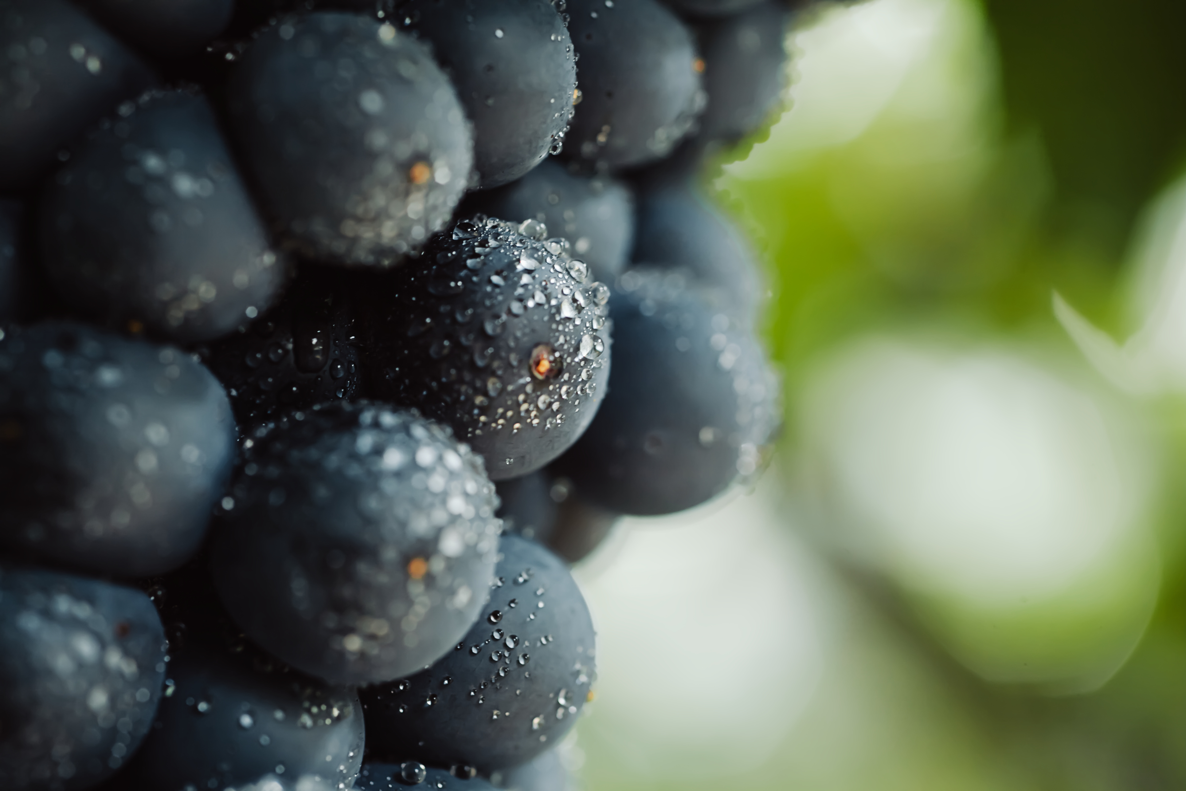 Champagnes Blanc de noirs